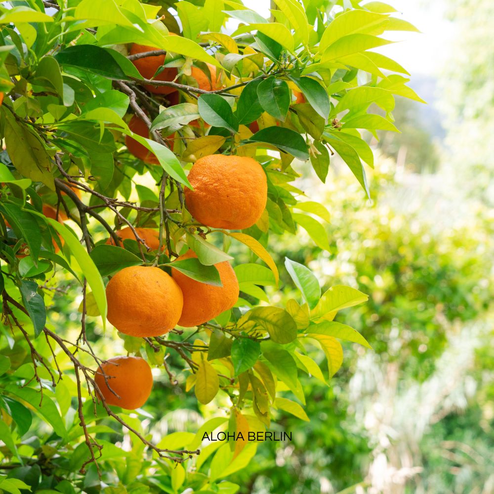 Aloha Creative Senses, Sinnesreise, Kreativer Entspannungskurs