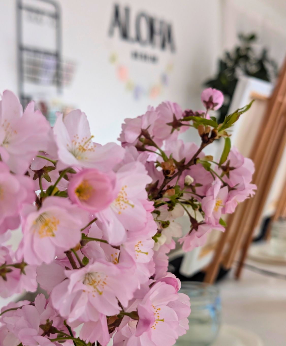 News Aloha berlin